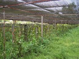 Farm Sade Net